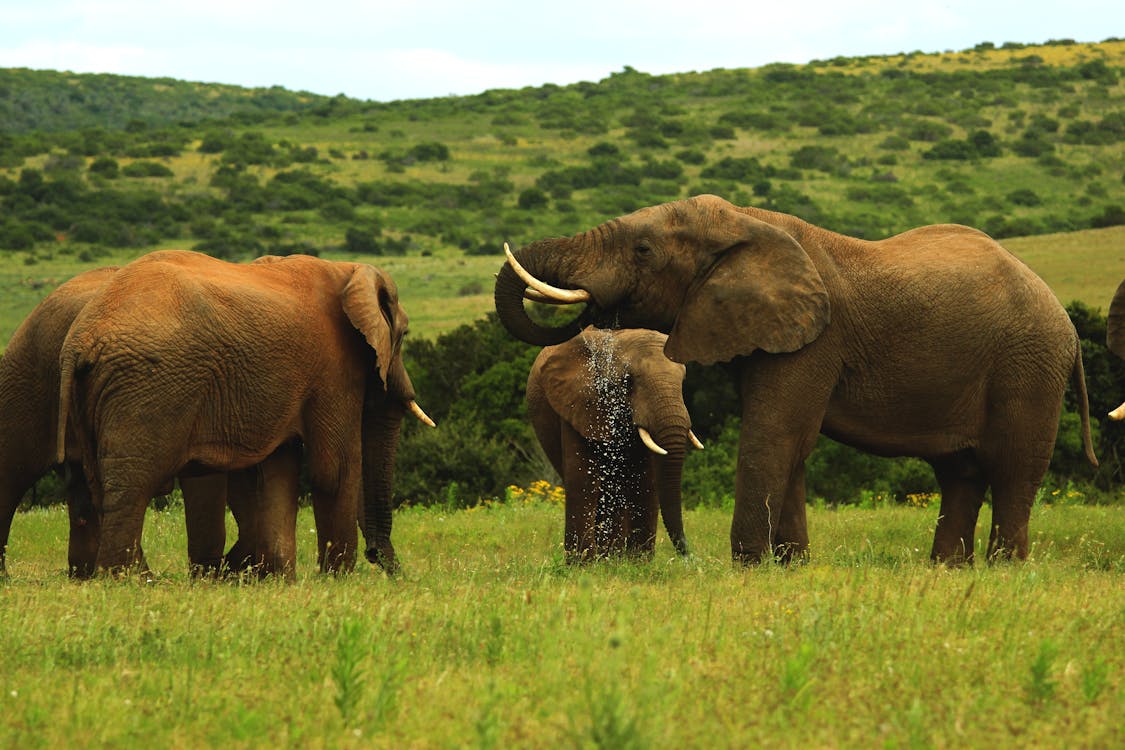Kostenlos Kostenloses Stock Foto zu afrikanische elefanten, elfenbein, gras Stock-Foto