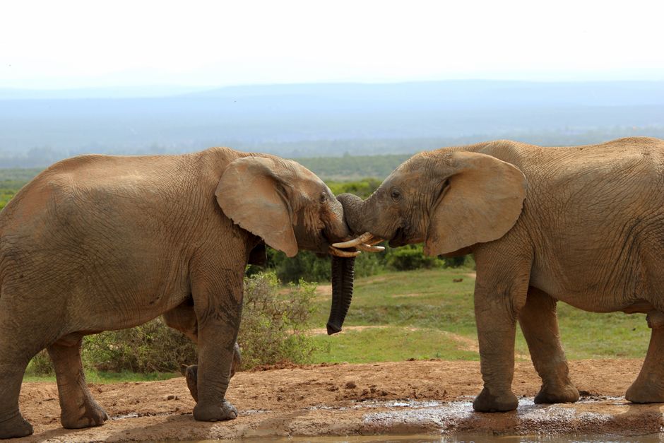 Two African elephants sparring with tusks in a scenic South African landscape.