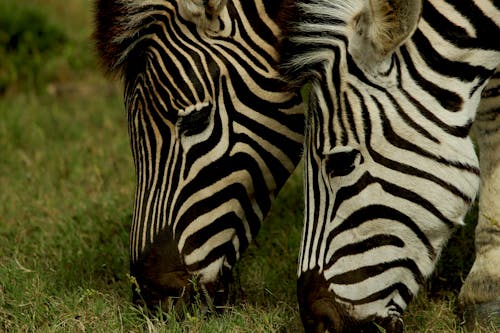 Free Close-Up Shot of Zebras Eating Grass  Stock Photo