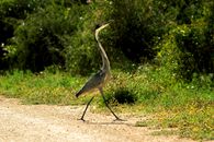 Grey and White Bird on Brown Soil