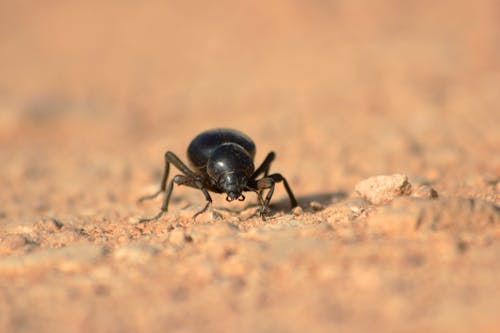 Free Black Ant on Brown Ground Stock Photo