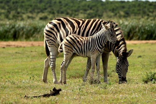 Free Zebra on Green Grass Field Stock Photo