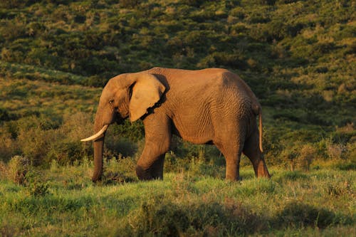 Free Brown Elephant on Green Grass Field Stock Photo