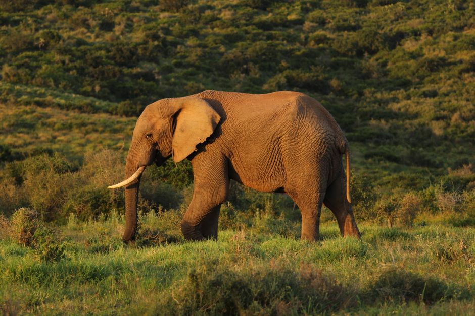 African elephant strolling through lush South African savanna during a sunny day, showcasing its majestic beauty.
