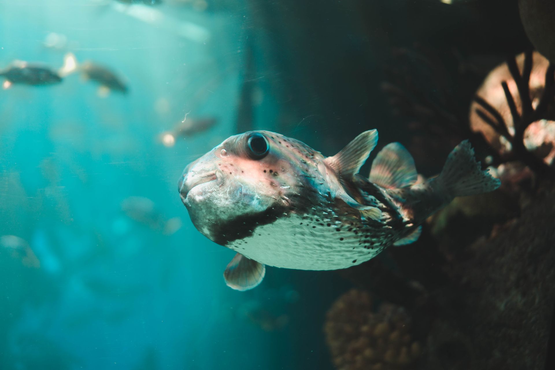 Underwater reef at Lhaviyani Atoll