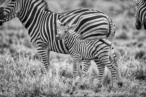 Free Grayscale Photography of Zebras Stock Photo