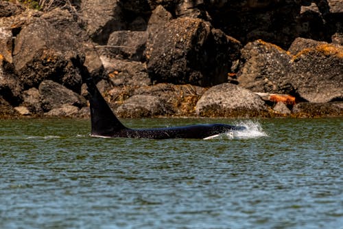 Free stock photo of calf, calve, dolphin