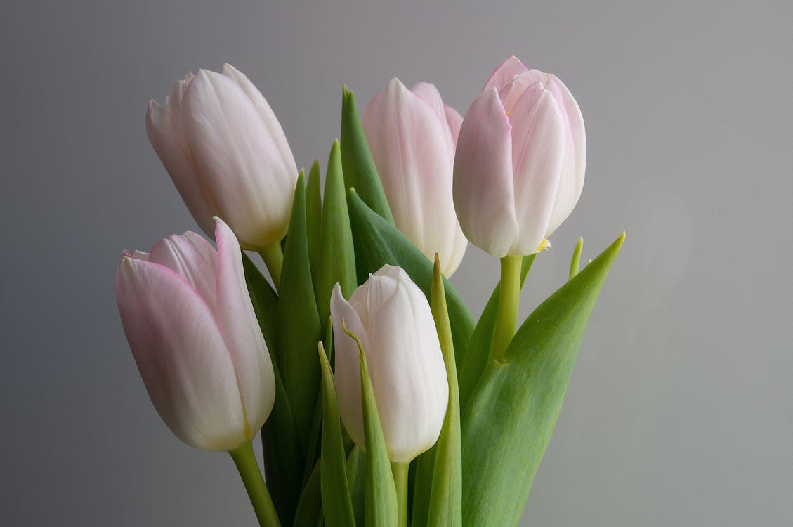 Gratis lagerfoto af blade, blomster, blomsterfotografering