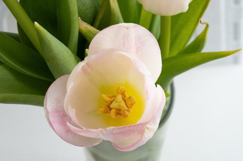 上面図, 淡いピンク, 花の無料の写真素材