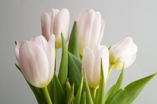 White and Pink Tulips in Bloom