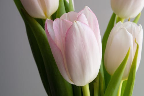 White and Purple Tulips in Close Up Photography