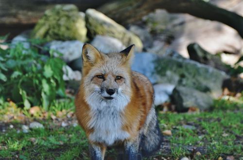 Free A close-up shot of a red fox (Vulpes vulpes) in a lush outdoor setting. Stock Photo
