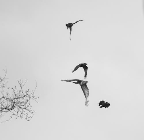 Grayscale Photo of Birds Flying