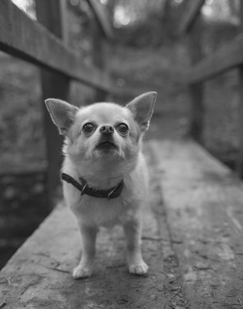 Foto d'estoc gratuïta de adorable, animal, blanc i negre