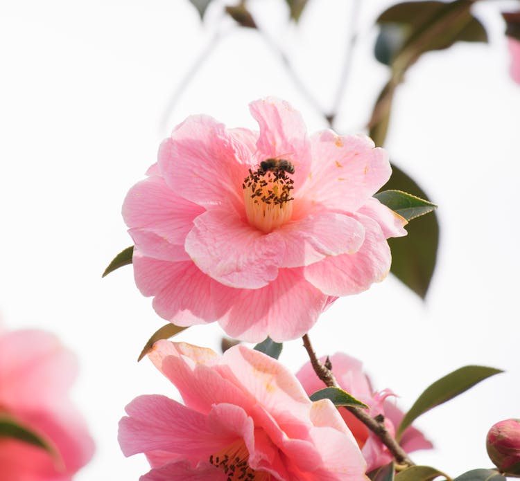 Close-Up Shot Of Peach Blossoms In Bloom