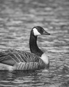 Elegant Canadian Goose glides on rippling water in a serene black and white portrait.