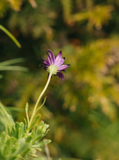 Close-Up Shot of a Purple Flower in Bloom