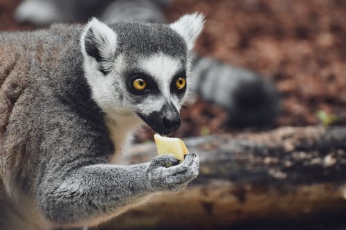 Close Up Photo of a Lemur