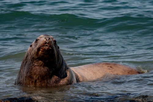 Free Close-up of a sea lion bathing in the ocean, showcasing its natural habitat and wet fur. Stock Photo