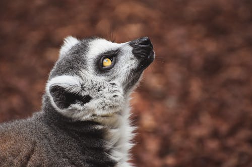 Close-Up Shot of Lemur 