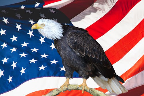 Free stock photo of american flag, bald eagle