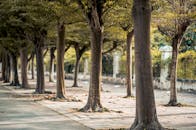 公园小径两旁绿树成荫，宁静宜人，非常适合安静漫步