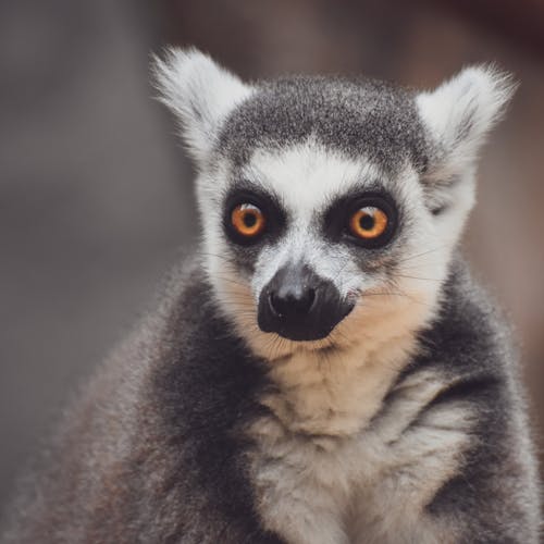 A Lemur in Close-Up Photography