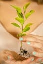 A Person Holding Green Plant with Roots