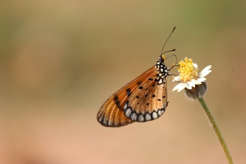 Focus Peu Profond D'un Papillon Tawny Coster Sur Bouton De Fleur Blanche