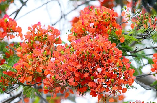树枝上盛开着生机勃勃的红色霸王龙花，象征着夏日的美丽