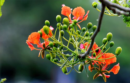 Fotografía De Enfoque De Flores Naranjas Y Verdes
