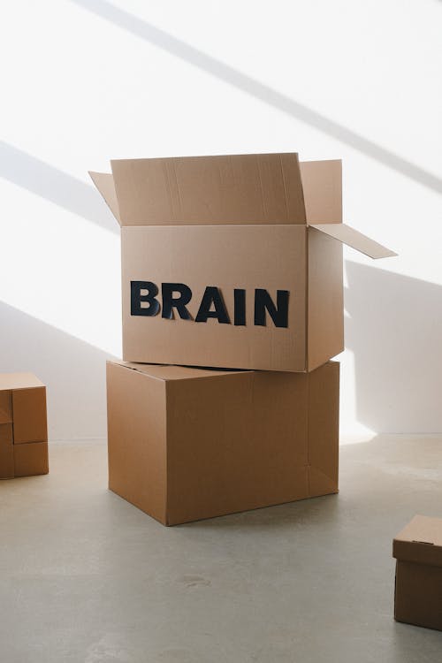 Free Opened carton box with inscription brain on white background of wall with shadow in daylight Stock Photo