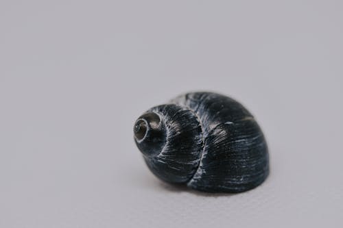 Closeup of small snail with dark gray shell placed on white cloth on white background