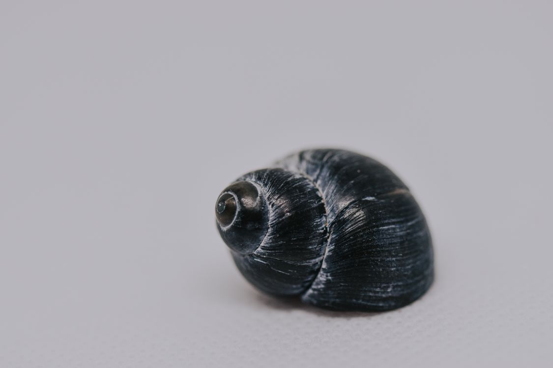Snail Shell Gray Dark gray seashell on white surface · Free Stock Photo