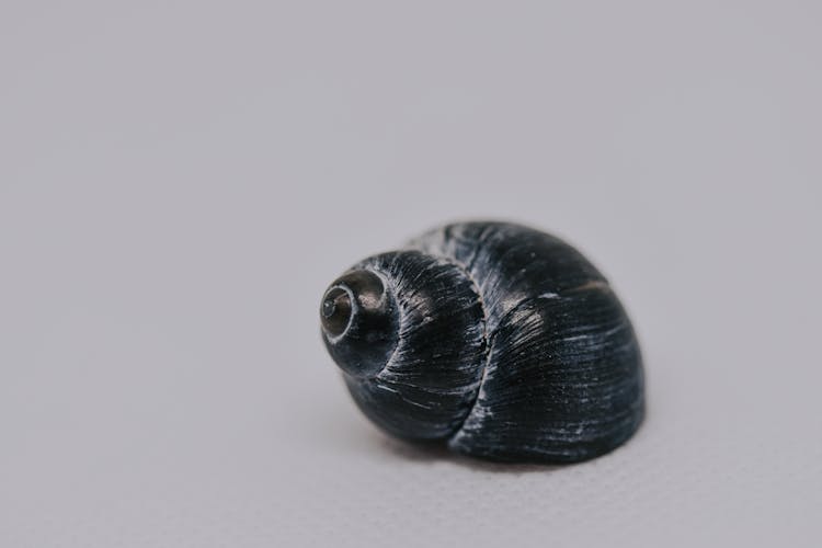 Dark Gray Seashell On White Surface