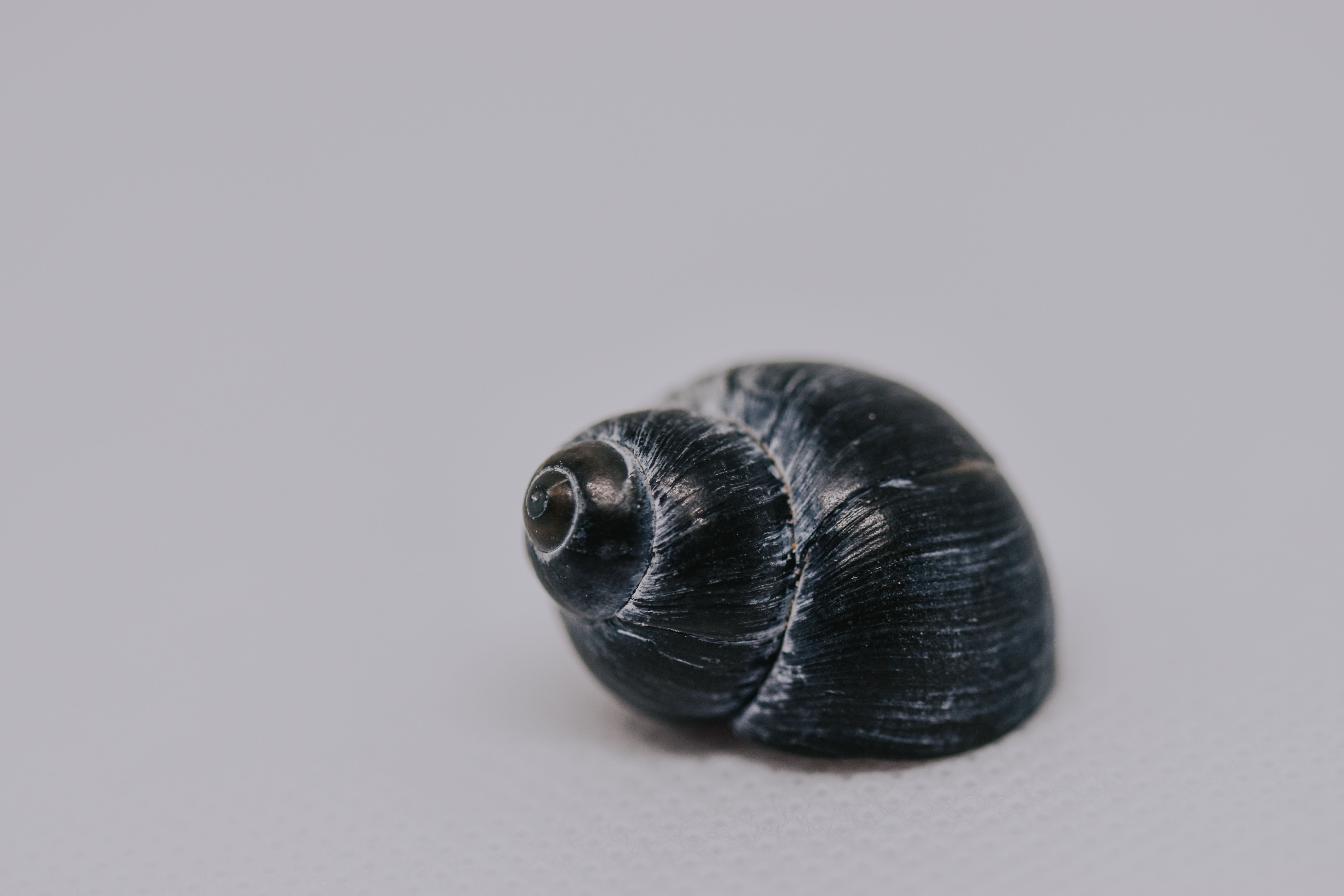 Black Snail Shell Photos, Download The BEST Free Black Snail Shell ...