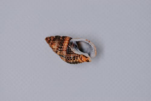 Top view of whole shell with brown and orange stripes and spots placed on clean white cloth