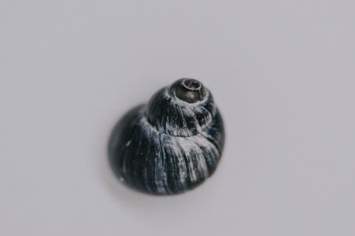 Seashell of snail on white surface