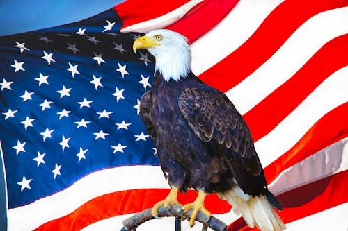 Free stock photo of american flag, bald eagle