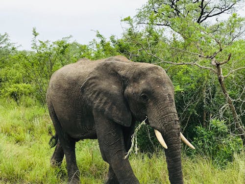 Photo of Elephant Near Trees