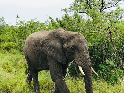 Free Close-up of an African elephant in a lush green South African savanna. Stock Photo