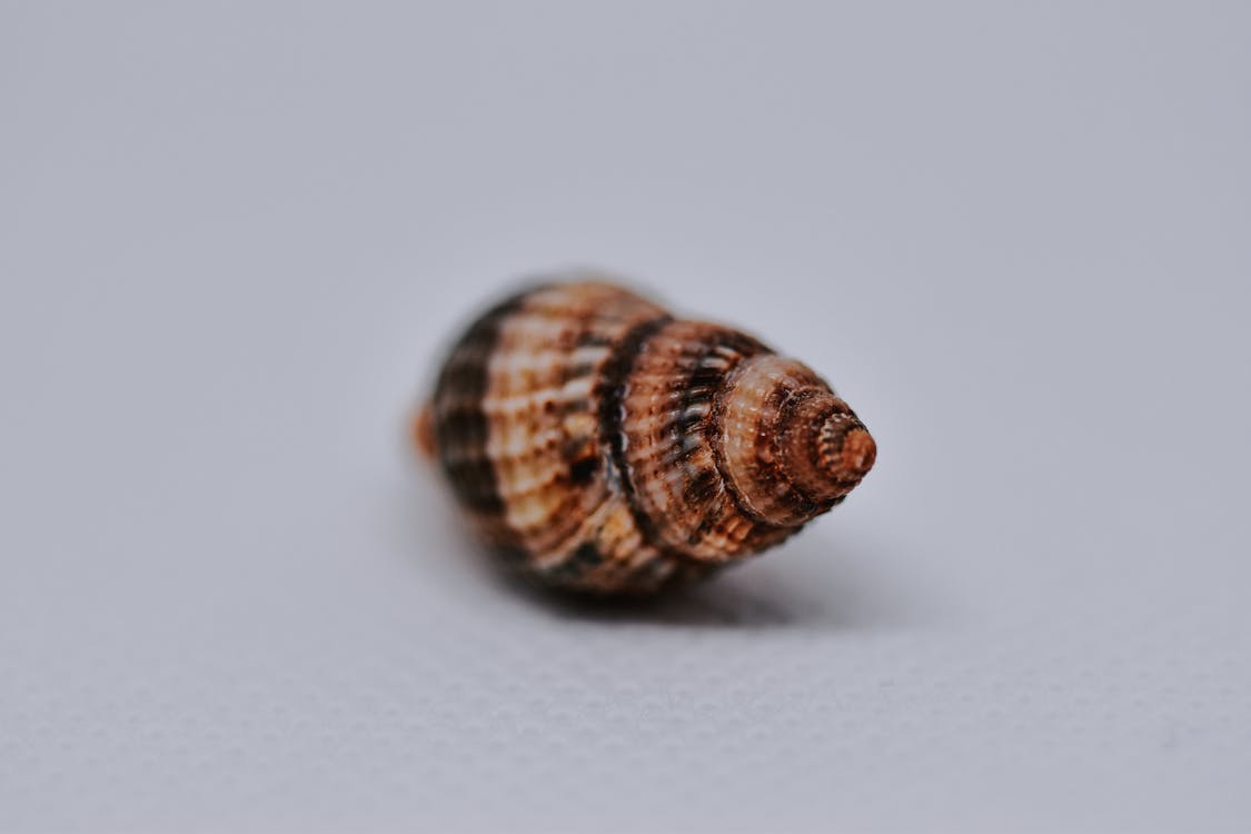 Soft focus of seashell with stripes spots and circles placed on white textile surface