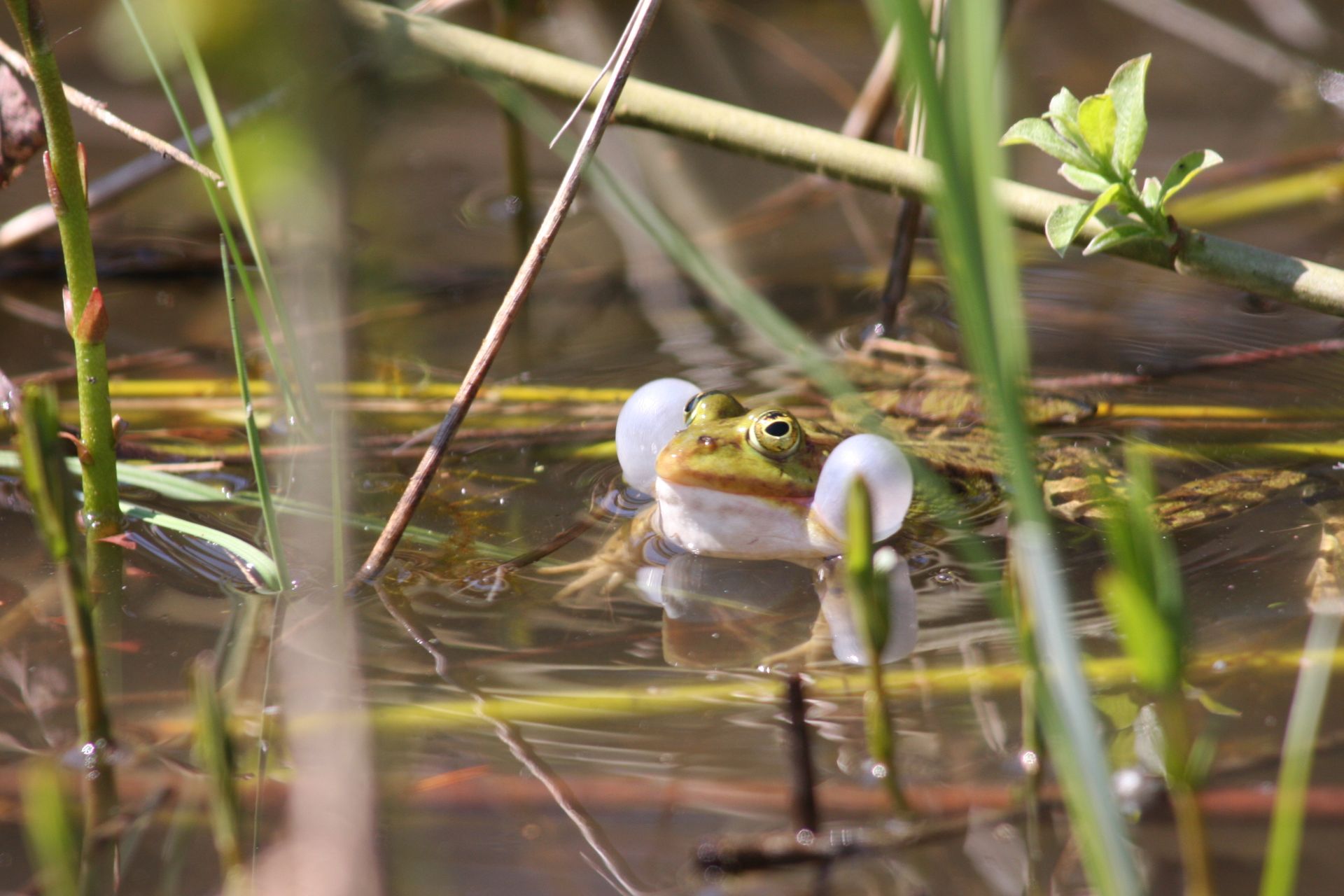 A detailed shot of a frog in a marshy wetland area surrounded by grass and water plants.