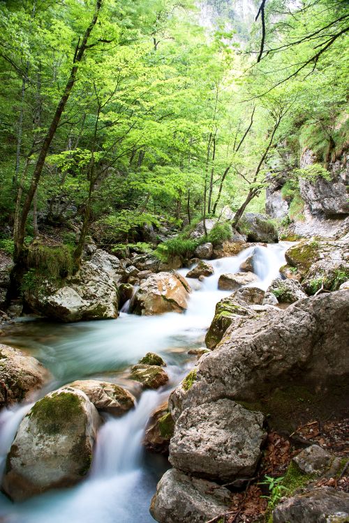 Free Tranquil forest creek with flowing water over rocks surrounded by lush greenery. Stock Photo