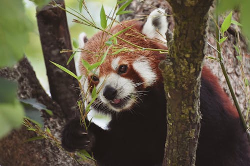 Free Red Panda Sitting on a Tree Stock Photo