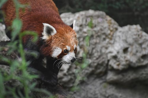 Red Panda Crawling on a Rock