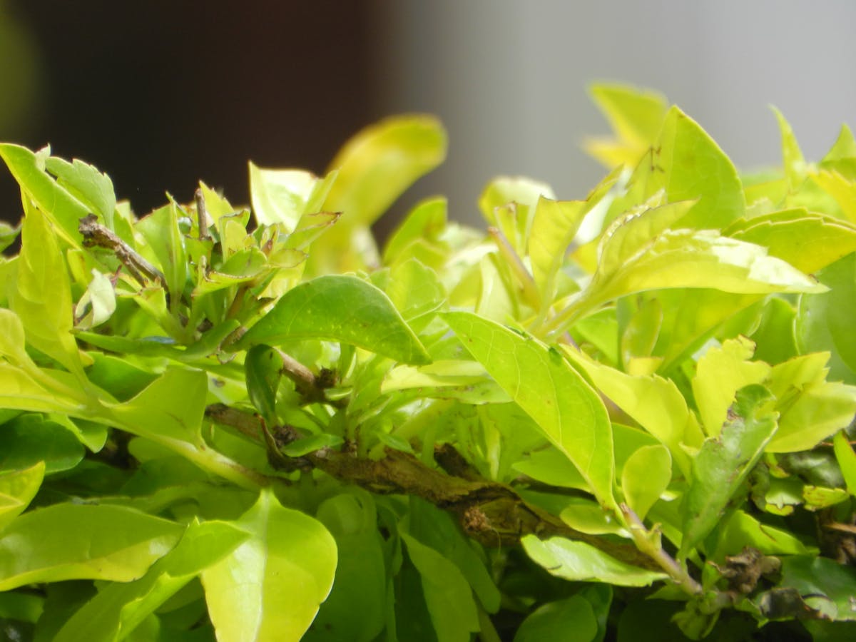 Modern farmhouse kitchen with white cabinets, wood accents, and black hardware