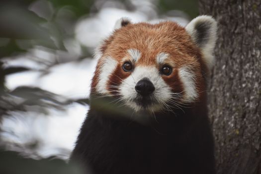 Close-up of a cute red panda among trees at München Zoo, perfect for animal and wildlife enthusiasts.