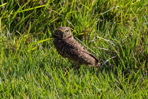 Free stock photo of buho, burrowing owl, colombia Stock Photo