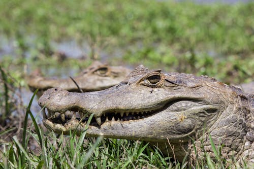 caiman ilanero, crocodylus intermedius, orinoco içeren Ücretsiz stok fotoğraf